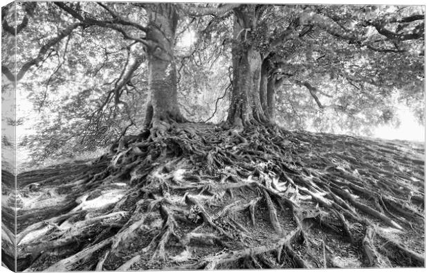 Beech Trees.  Canvas Print by Mark Godden