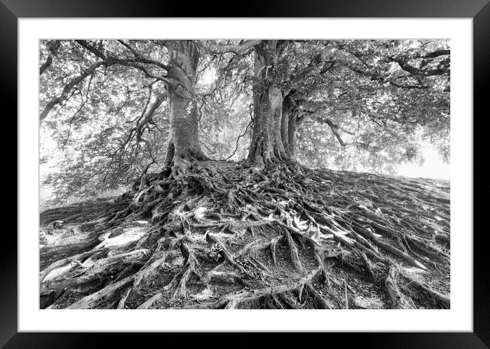 Beech Trees.  Framed Mounted Print by Mark Godden