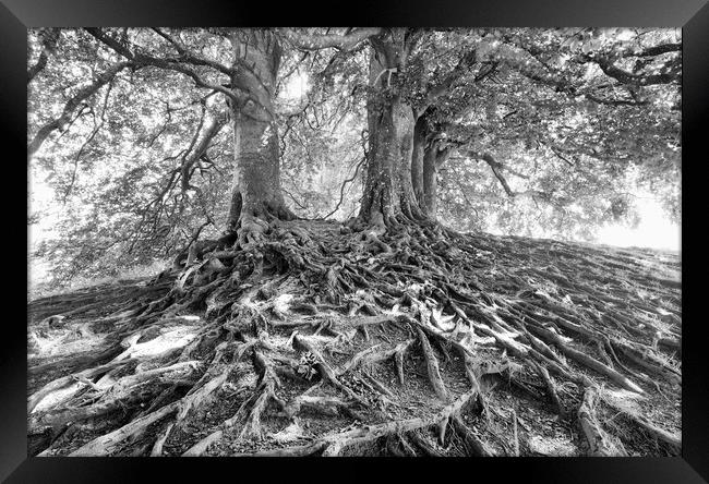 Beech Trees.  Framed Print by Mark Godden