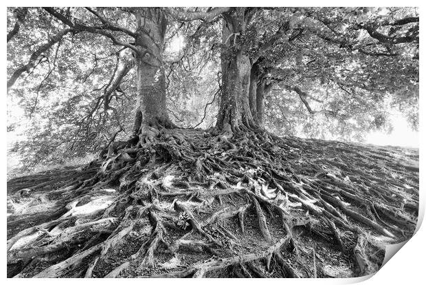 Beech Trees.  Print by Mark Godden