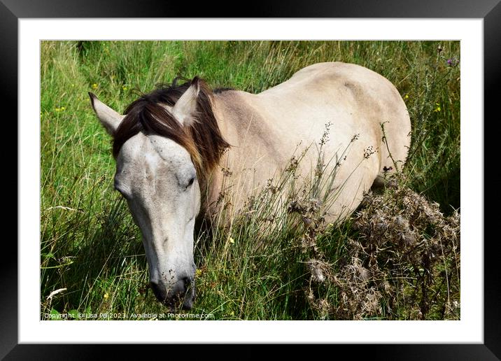 WHite Horse Framed Mounted Print by Lisa PB