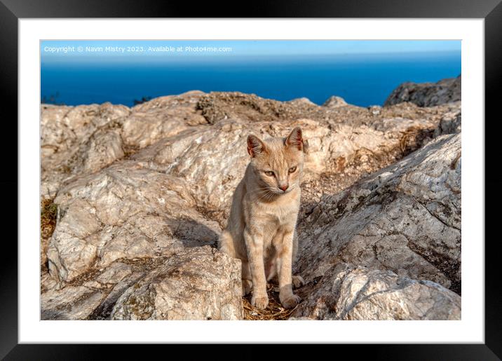 A feral cat near the summit of Penon de Ifac, Calpe Framed Mounted Print by Navin Mistry