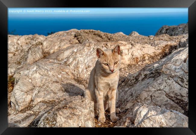 A feral cat near the summit of Penon de Ifac, Calpe Framed Print by Navin Mistry