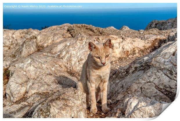 A feral cat near the summit of Penon de Ifac, Calpe Print by Navin Mistry