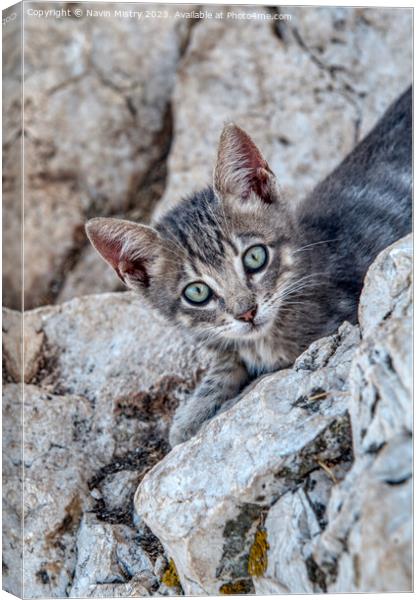A feral kitten near the summit of Penon de Ifac, C Canvas Print by Navin Mistry