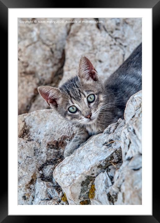 A feral kitten near the summit of Penon de Ifac, C Framed Mounted Print by Navin Mistry