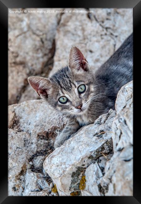 A feral kitten near the summit of Penon de Ifac, C Framed Print by Navin Mistry