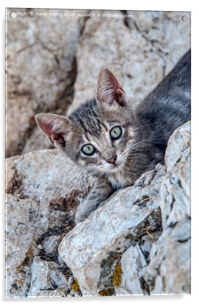 A feral kitten near the summit of Penon de Ifac, C Acrylic by Navin Mistry