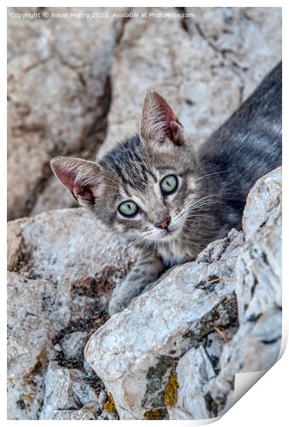 A feral kitten near the summit of Penon de Ifac, C Print by Navin Mistry