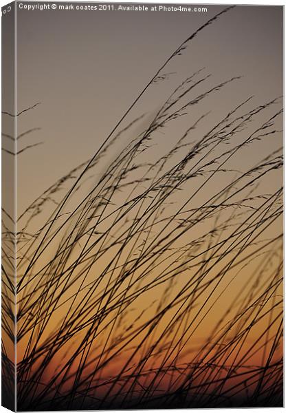 Tall grass blowing in the sunset Canvas Print by mark coates