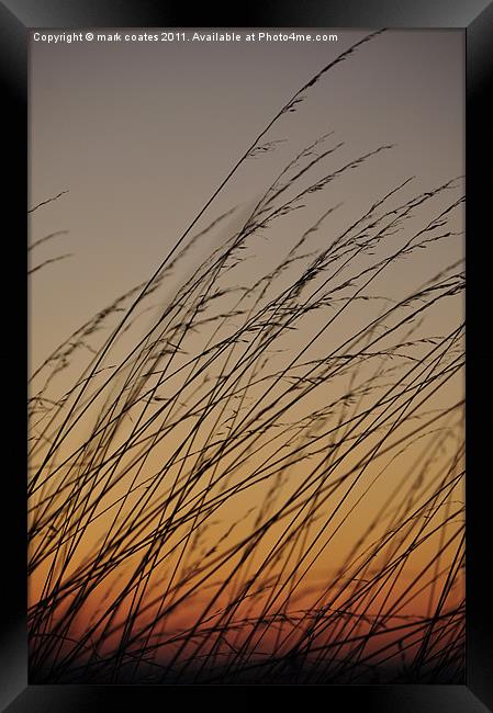 Tall grass blowing in the sunset Framed Print by mark coates