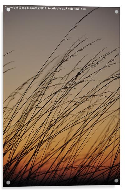 Tall grass blowing in the sunset Acrylic by mark coates