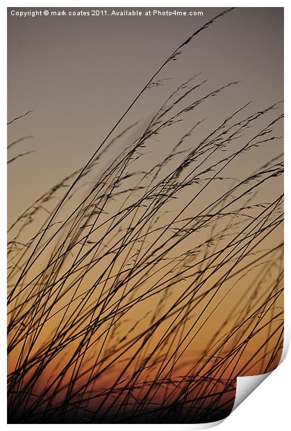 Tall grass blowing in the sunset Print by mark coates