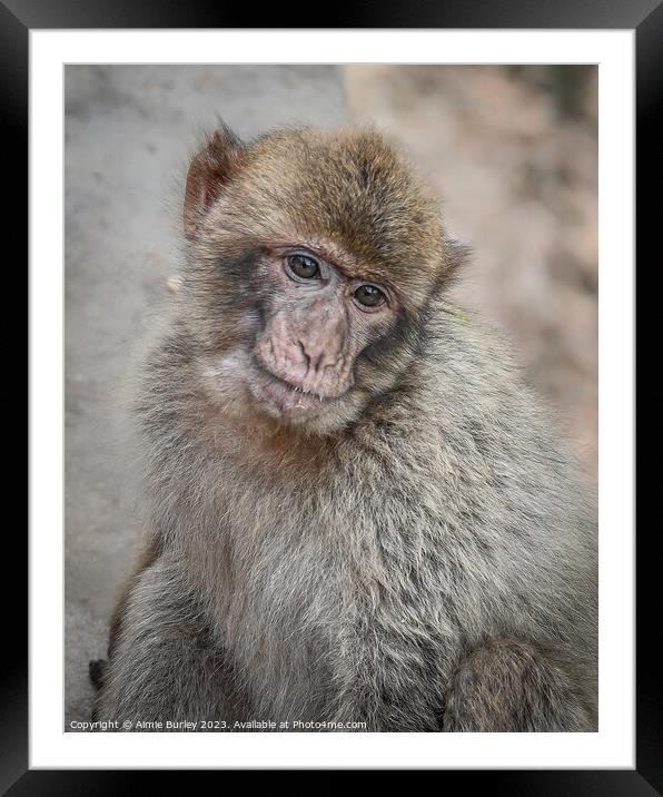 Intimate Glimpse into Simian World Framed Mounted Print by Aimie Burley
