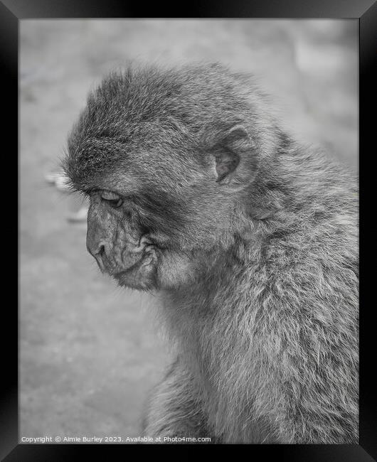 Intriguing Primate Portrait Framed Print by Aimie Burley
