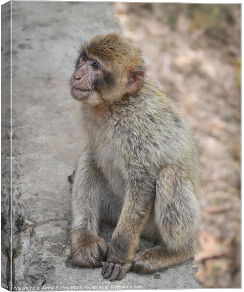 Barbary macaque Canvas Print by Aimie Burley