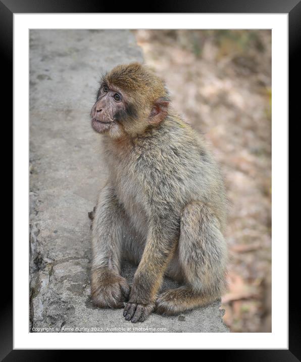 Barbary macaque Framed Mounted Print by Aimie Burley