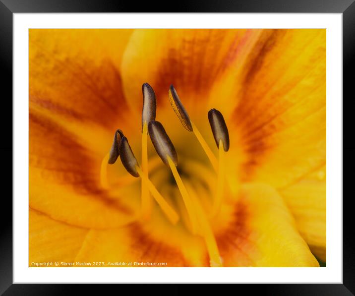 Enchanting Intimacy of a Day Lily Blossom Framed Mounted Print by Simon Marlow