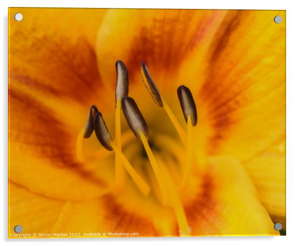 Enchanting Intimacy of a Day Lily Blossom Acrylic by Simon Marlow