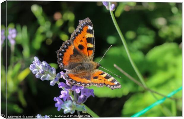 TortoiseShell Butterfly on Summer flowers Canvas Print by Simon Marlow