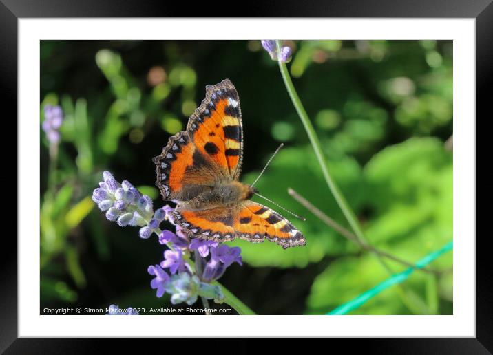 TortoiseShell Butterfly on Summer flowers Framed Mounted Print by Simon Marlow