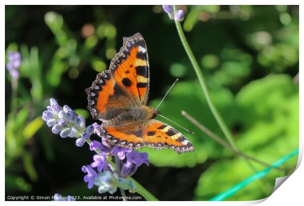 TortoiseShell Butterfly on Summer flowers Print by Simon Marlow