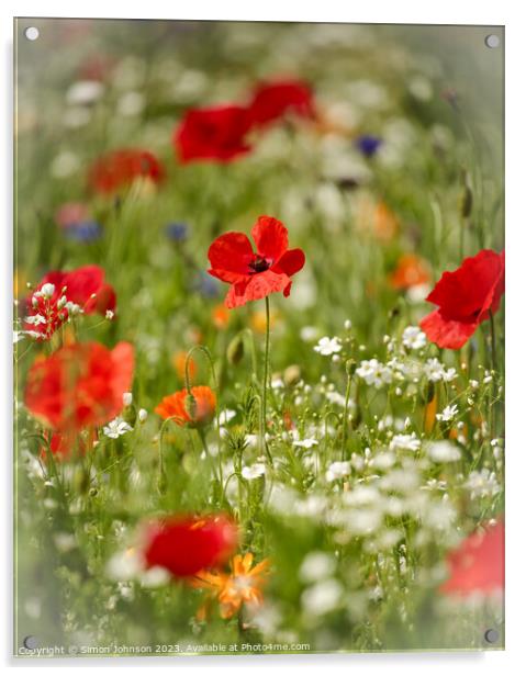 Poppy flowers Acrylic by Simon Johnson