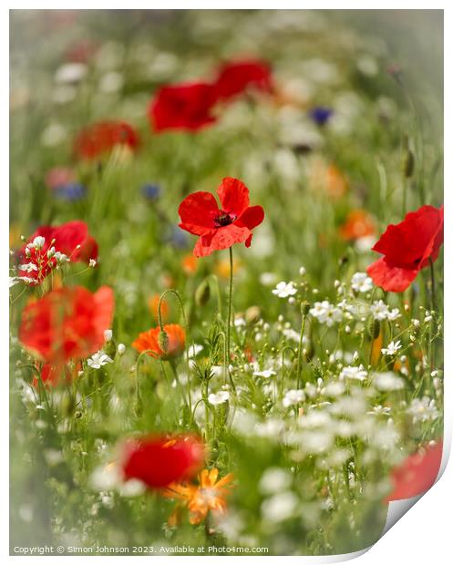 Poppy flowers Print by Simon Johnson