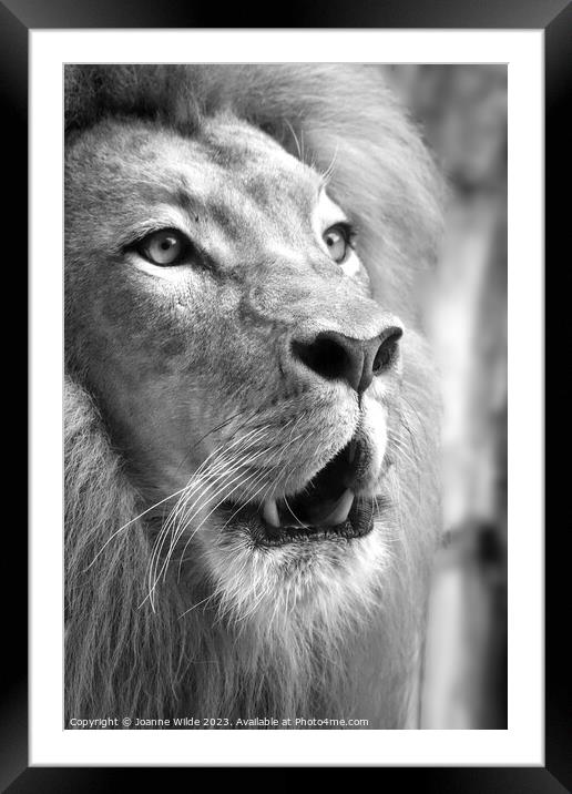 Lion portrait Framed Mounted Print by Joanne Wilde