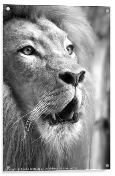 Lion portrait Acrylic by Joanne Wilde