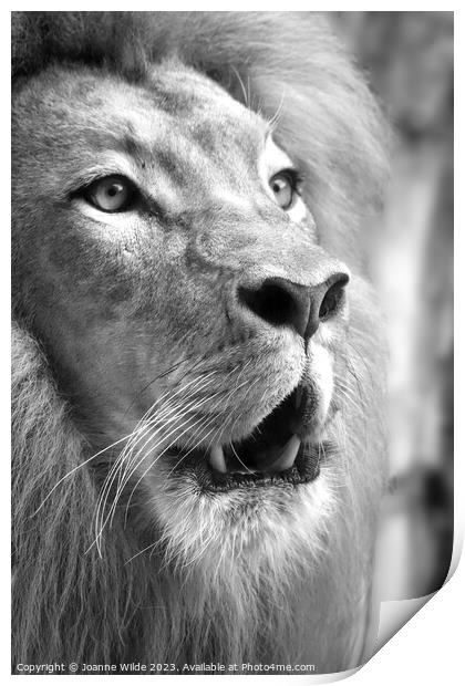 Lion portrait Print by Joanne Wilde