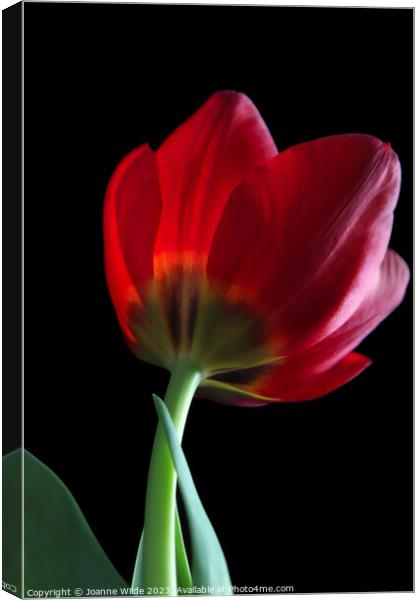 Tulip Canvas Print by Joanne Wilde
