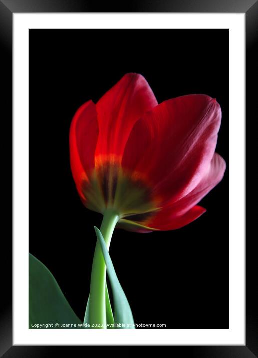 Tulip Framed Mounted Print by Joanne Wilde