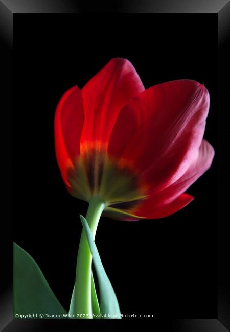 Tulip Framed Print by Joanne Wilde