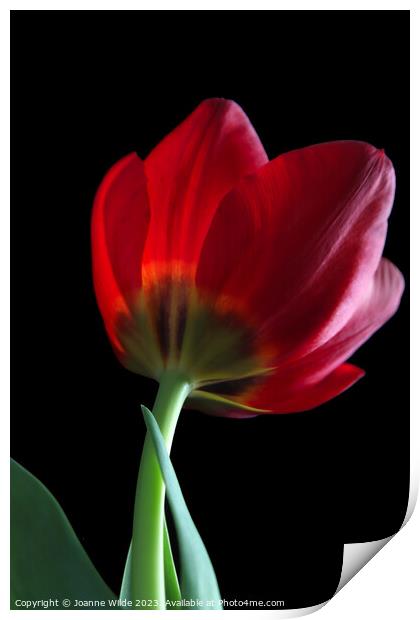 Tulip Print by Joanne Wilde