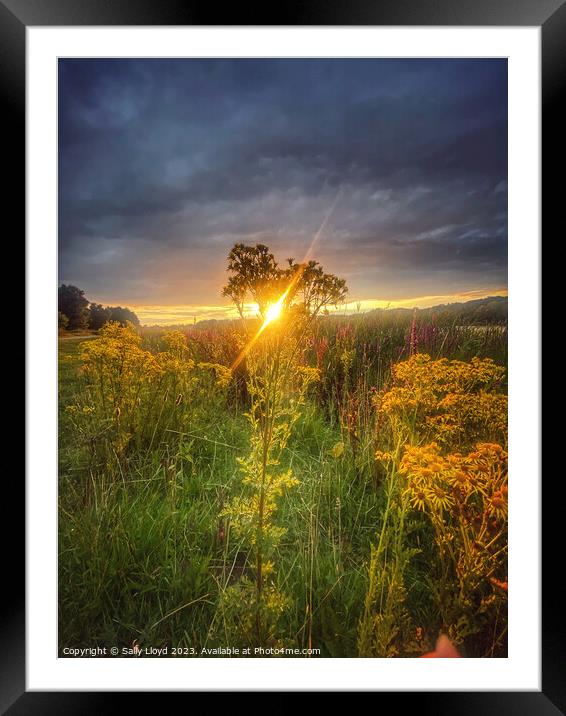 Golden Summer Sunset at Whitlingham Norfolk Framed Mounted Print by Sally Lloyd