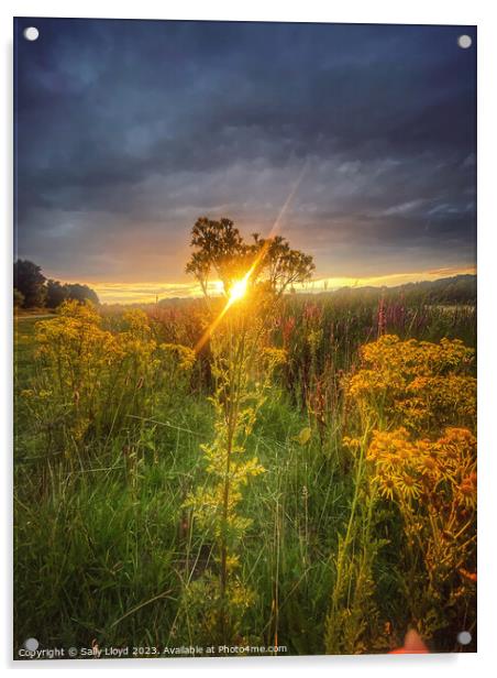 Golden Summer Sunset at Whitlingham Norfolk Acrylic by Sally Lloyd