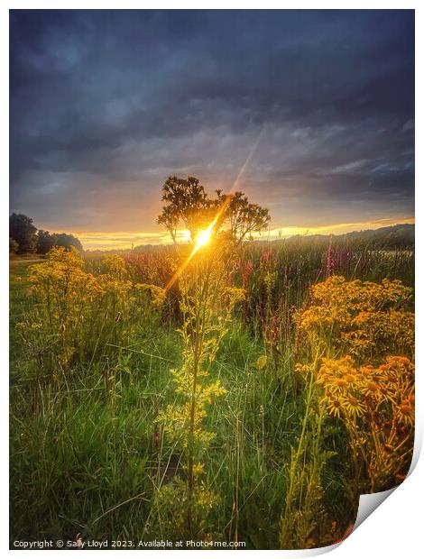 Golden Summer Sunset at Whitlingham Norfolk Print by Sally Lloyd