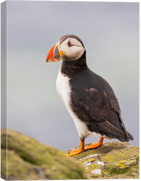 Atlantic Puffin on the Isle Of May Canvas Print by Tommy Dickson