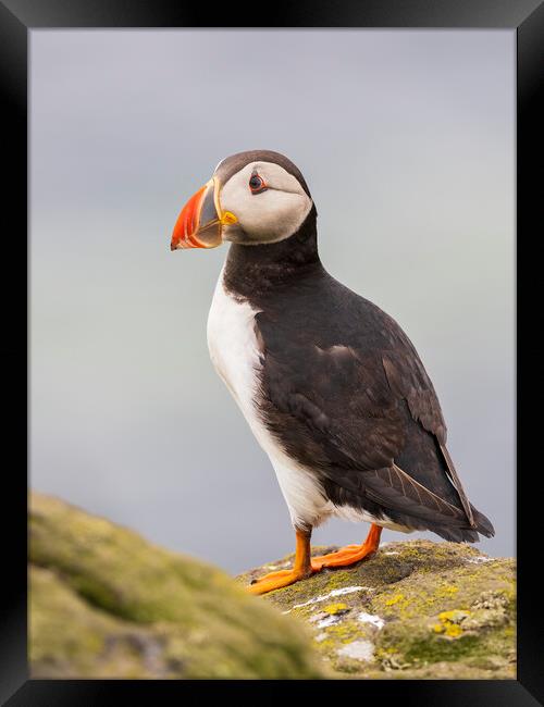 Atlantic Puffin on the Isle Of May Framed Print by Tommy Dickson