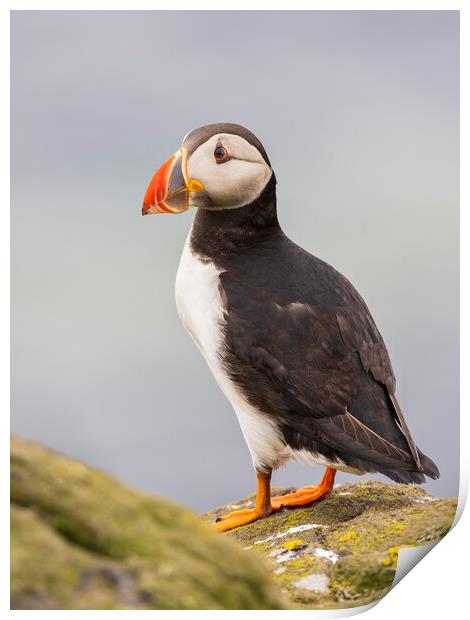 Atlantic Puffin on the Isle Of May Print by Tommy Dickson