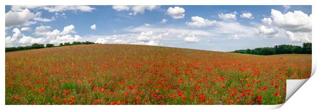 Field of Poppies Panorama Print by Apollo Aerial Photography