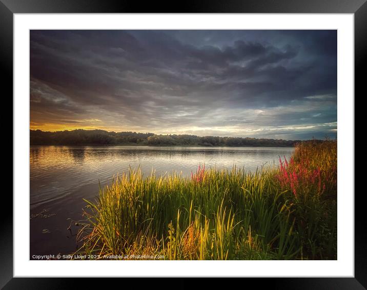 Whitlingham Broad Norfolk - The Golden Hour Framed Mounted Print by Sally Lloyd