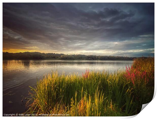 Whitlingham Broad Norfolk - The Golden Hour Print by Sally Lloyd