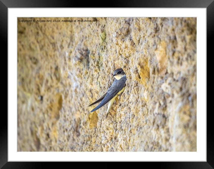 Sand Martin. Framed Mounted Print by Angela Aird