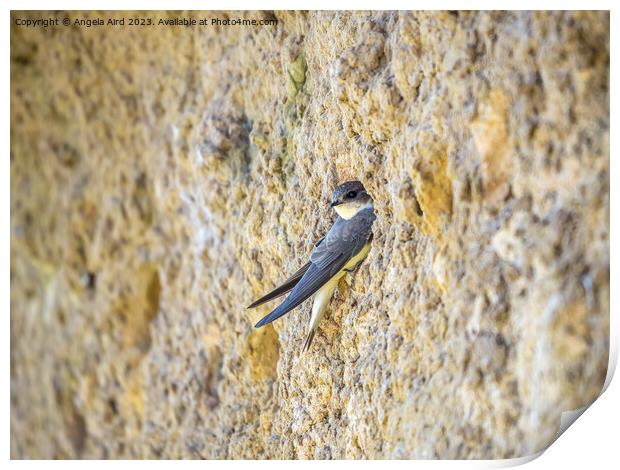 Sand Martin. Print by Angela Aird