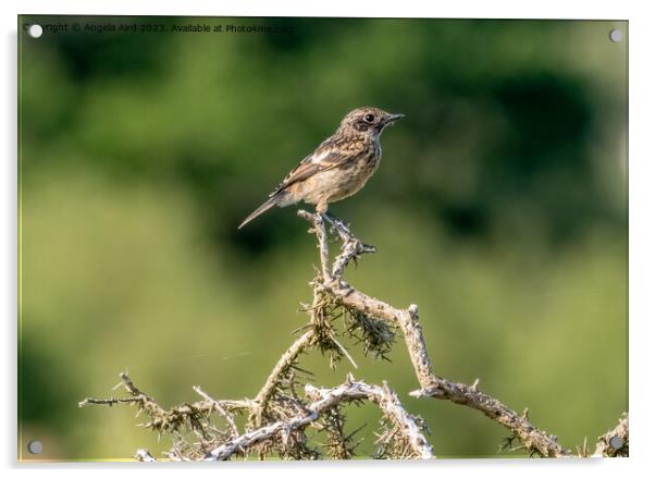 Stonechat. Acrylic by Angela Aird