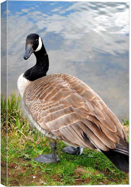 Iconic Canadian Geese: Nature's Elegance Canvas Print by Andy Evans Photos