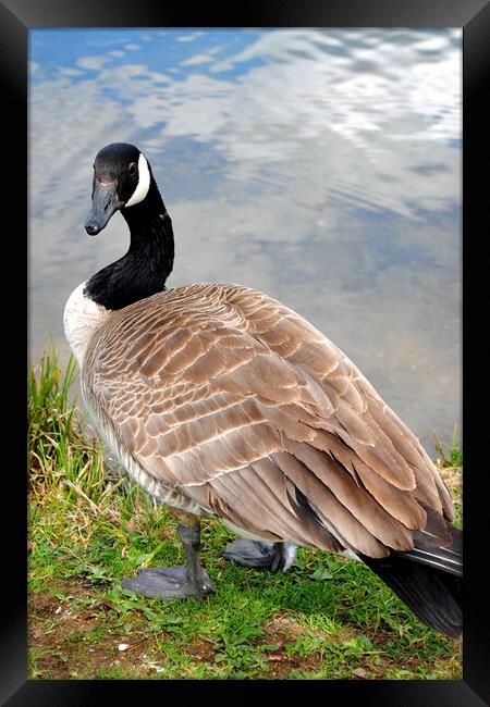 Iconic Canadian Geese: Nature's Elegance Framed Print by Andy Evans Photos
