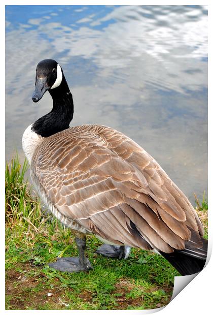 Iconic Canadian Geese: Nature's Elegance Print by Andy Evans Photos